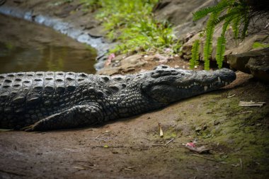 Parktaki bir timsahın doğasına bakın.