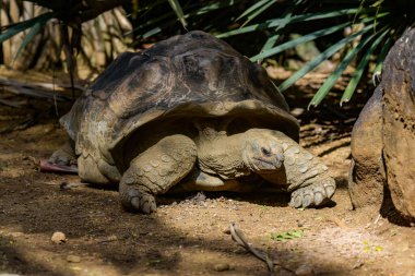 Hint Okyanusu 'ndaki Mauritius' taki dev kaplumbağa manzarası.