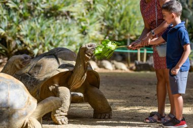 Genç bir çocuk, annesiyle birlikte Mauritius 'taki dev kaplumbağalara salata veriyor.
