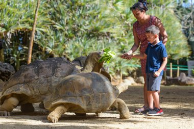 Genç bir çocuk, annesiyle birlikte Mauritius 'taki dev kaplumbağalara salata veriyor.