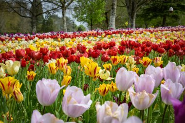 Baharda bir parkta güzel bir lale yatağı manzarası