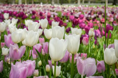Baharda bir parkta güzel bir lale yatağı manzarası