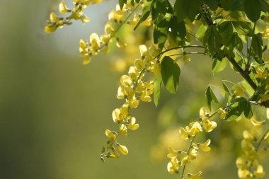 Fransa 'nın doğasında sarı laburnum var.