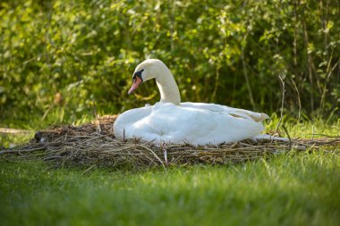 view of a white swan's nest in spring in France clipart