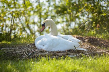 view of a white swan's nest in spring in France clipart