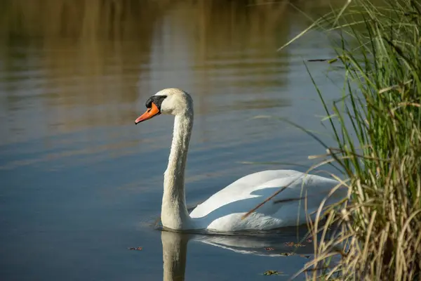 Vista Cisne Blanco Salvaje Los Pantanos Primavera Francia — Foto de Stock
