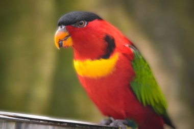 Parkta sarı yakalı bir lori var.