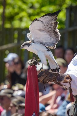 view of a tricolor buzzard during a falconry show in France