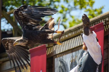 Fransa 'da bir şahin gösterisi sırasında kel bir kartalın görüntüsü