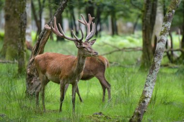 Fransa 'daki ormanda güzel bir geyik