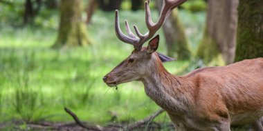 Fransa 'daki ormanda güzel bir geyik