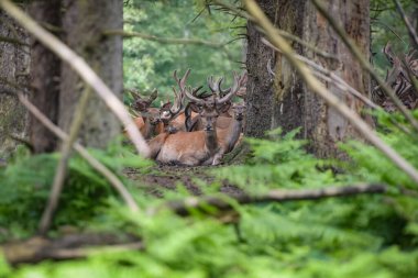 Fransa 'da ormandaki bir grup geyiğe bakın.