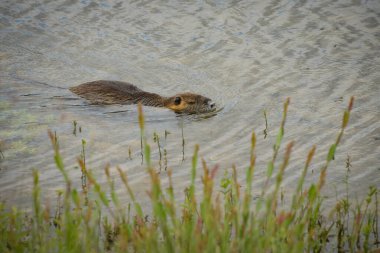 view on a nice coypu in nature clipart