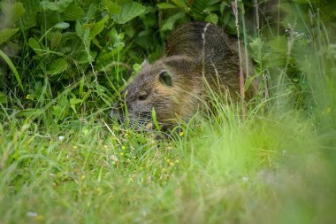 view on a nice coypu in nature clipart