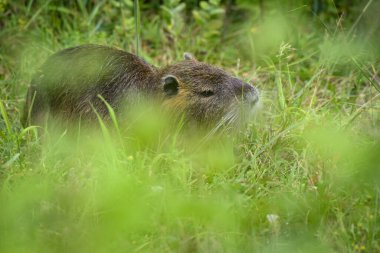 Doğada güzel bir coypu manzarası