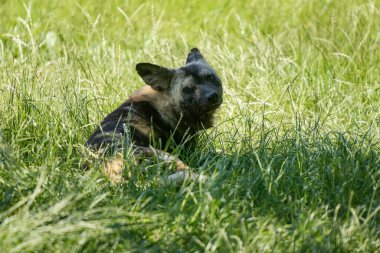Doğa parkındaki vahşi bir köpeğin manzarası