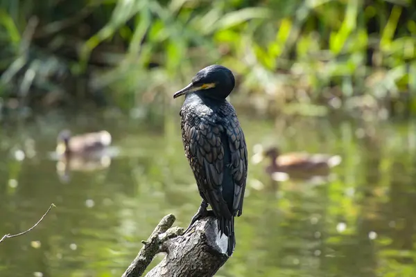 stock image View on the great cormorant in the nature in France