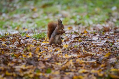 view of a red squirrel on a park in France clipart