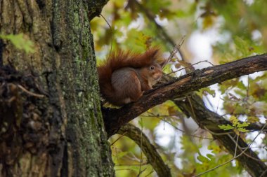 Fransa 'da bir parktaki kırmızı sincap manzarası