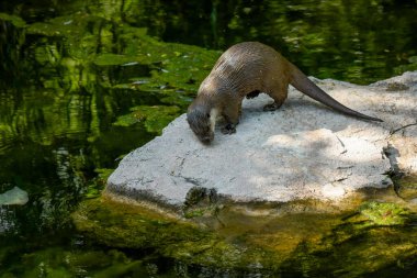 Fransa 'da bir su samurunun manzarası