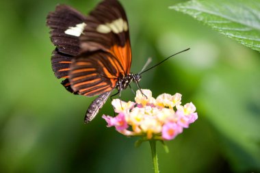 Macro photography of an orange butterfly in nature in France clipart