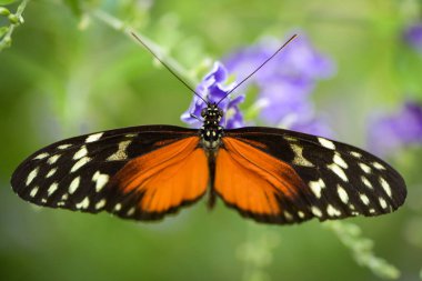 Macro photography of an orange butterfly in nature in France clipart