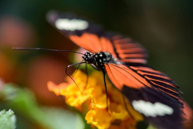 Macro photography of an orange butterfly in nature in France clipart