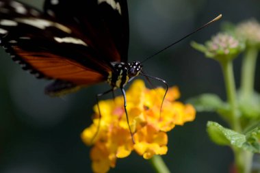 Macro photography of an orange butterfly in nature in France clipart