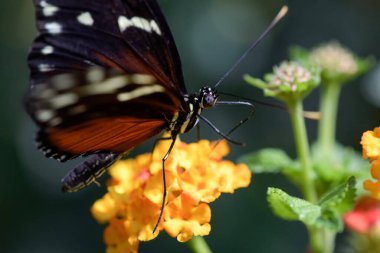 Macro photography of an orange butterfly in nature in France clipart