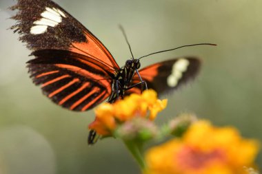 Fransa 'da turuncu bir kelebeğin makro fotoğrafı