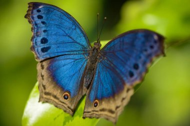 Fransa 'da bir botanik bahçesinde mavi bir kelebeğin manzarası