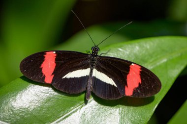 Fransa 'da botanik bahçesindeki bir kelebeğin makro fotoğrafı