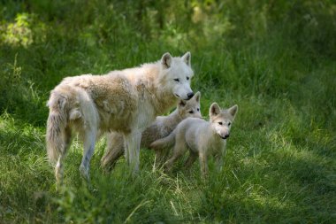Kutup kurdu ve yavruları Fransa 'da bir parkta
