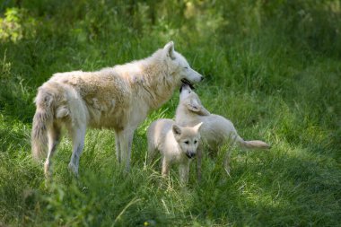 Kutup kurdu ve yavruları Fransa 'da bir parkta