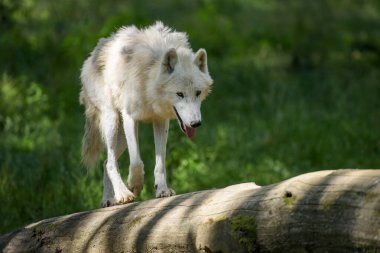 Fransa 'da ormandaki güzel bir kutup kurduna bakın.