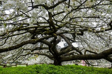 Fransa 'da bir parkta beyaz bir Japon kiraz ağacı manzarası