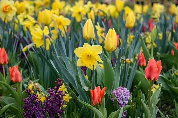 Fransa 'da Paris' te bir parkta nergis manzarası.