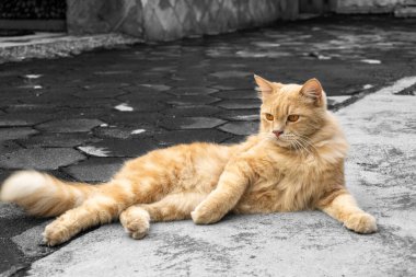 Görkemli bir turuncu kedi şehir avlusunda dinlenir, sıcaklığı ve cazibeyi harmanlayarak seçici renkli bir fotoğrafta canlı kürkün soluk gri tonlu arka planla tezat oluşturduğu yerde.