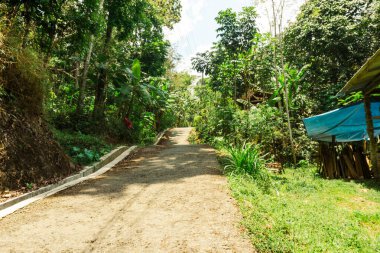 Bereketli bitki örtüsü ve canlı yeşilliklerle çevrili sakin bir kırsal yol. Huzurlu ortam keşfi davet ediyor ve doğanın ve köy hayatının güzelliğini vurguluyor..