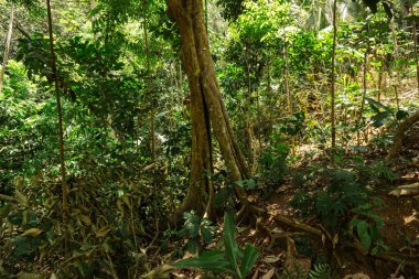 Canlı yeşillikleri ve yükselen ağaçlarıyla huzurlu bir tropikal orman. Sahne doğanın güzelliğini gözler önüne seriyor, ekoloji, vahşi doğa ve yemyeşil bitki örtüsü için mükemmel bir tema..