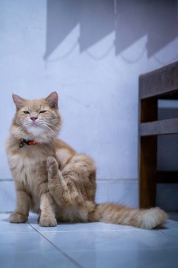 Yumuşak turuncu bir kedi yerde zarif bir şekilde oturur ve özgüvenle bakar. Yumuşak kürkü ve tetikte ifadesi onu kedi cazibesi ve güzelliğinin bir resmi yapıyor..