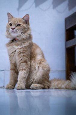 Yumuşak turuncu bir kedi yerde zarif bir şekilde oturur ve özgüvenle bakar. Yumuşak kürkü ve tetikte ifadesi onu kedi cazibesi ve güzelliğinin bir resmi yapıyor..