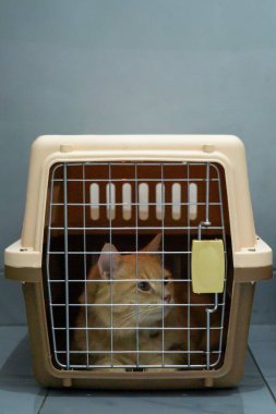 Yumuşak tüylü altın bir kedi, bir hayvan taşıyıcısının içinde oturur ve merakla dışarı bakar. Konforlu ortam, sakin tavrının altını çiziyor. Seyahate ya da veteriner ziyaretine hazır..