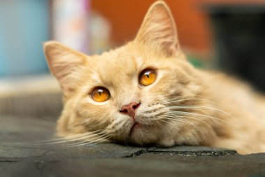 Altın bir kedi huzur içinde yatar, çarpıcı kehribar gözleri yavaşça bakar. Yakın plan, ifadesel yüzünü ve bıyıklarını yakalar. Sıcak ve huzurlu bir görüntü oluşturur..