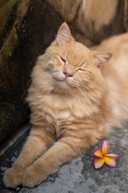 Tüylü, altın gözlü kızıl bir kedi beton bir yüzeyde rahatlar, yumuşak ışık altında parlak kürkü parlar. Pembe ve sarı bir frangipani çiçeği dingin sahneye büyüleyici bir dokunuş ekler..