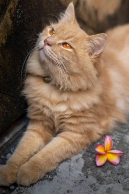 A fluffy ginger cat with golden eyes relaxes on a concrete surface, its vibrant fur glowing under soft light. A pink and yellow frangipani flower adds a charming touch to the serene scene. clipart