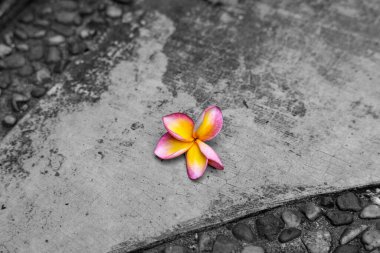 Canlı pembe ve sarı bir frangipani çiçeği dokulu bir yüzey üzerinde zarafetle yatar. Renkli çiçek, tek renkli arka planla çok güzel zıtlaşır ve narin güzelliğini vurgular..