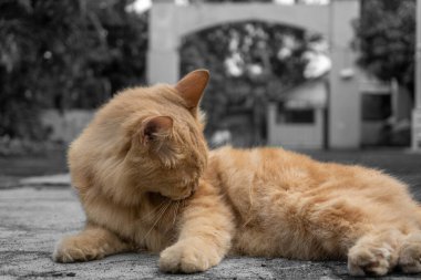 Görkemli bir turuncu kedi şehir avlusunda dinlenir, sıcaklığı ve cazibeyi harmanlayarak seçici renkli bir fotoğrafta canlı kürkün soluk gri tonlu arka planla tezat oluşturduğu yerde.