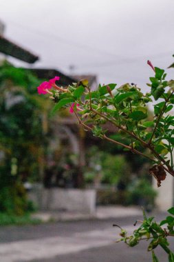 Canlı pembe bir çiçek yemyeşil yapraklar arasında zarif bir şekilde açar. Narin taç yaprakları ve açılmamış tomurcukları doğal bahçe sahnesine biraz renk ve dinginlik katar..