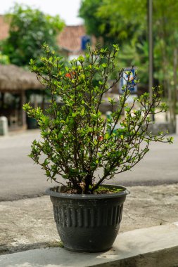 Yeşillik yaprakları ve birkaç kırmızı çiçeği olan küçük bir saksı siyah bir tencerede oturur ve yumuşak, doğal bir arka plana sahip bir şehir ortamına cazibe katar..